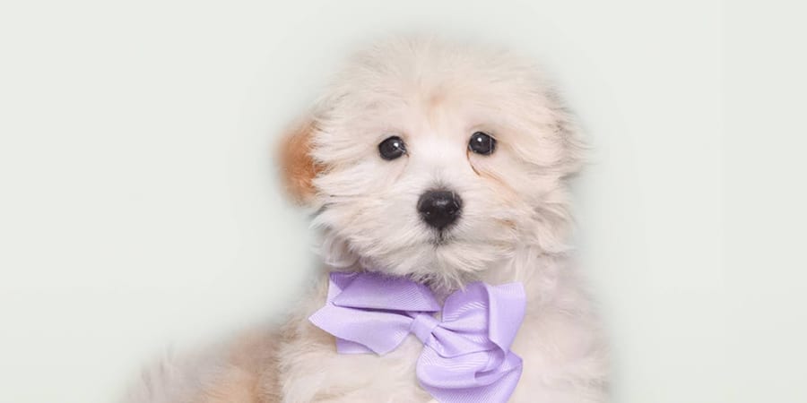 Adorable Maltipoo puppy for sale in Pearland at Perfect Little Puppies