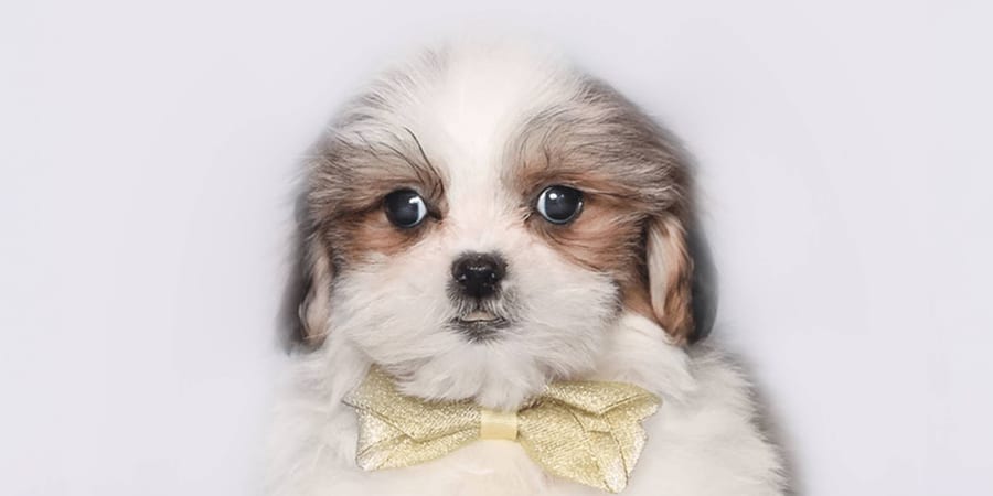 Sweet Maltishi puppy available at Perfect Little Puppies in Pearland, Texas