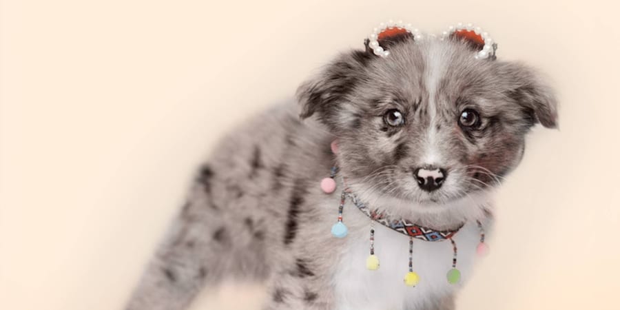 Spirited Mini Australian Shepherd puppy at Perfect Little Puppies in Pearland
