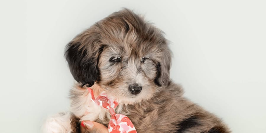 Adorable Mini Bernedoodle puppy available in Houston at Perfect Little Puppies