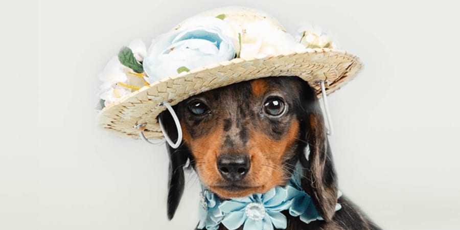 Cute Mini Dachshund puppy available at Perfect Little Puppies in Pearland, Texas