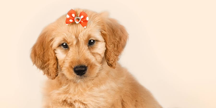 Friendly Mini Goldendoodle puppy available in Pearland at Perfect Little Puppies