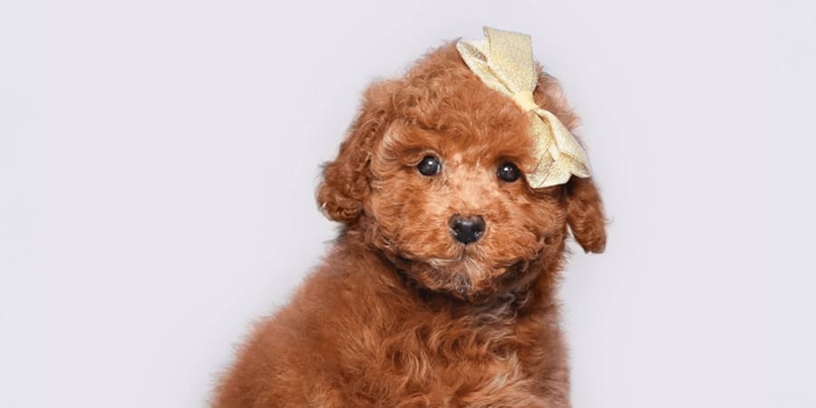 Intelligent Mini Poodle puppy for sale in Pearland at Perfect Little Puppies