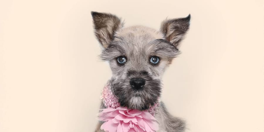 Feisty Mini Schnauzer puppy available at Perfect Little Puppies in Pearland, Texas