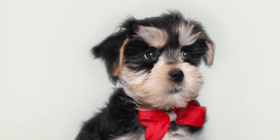 Adorable Morkie puppy available at Perfect Little Puppies in Pearland, Texas
