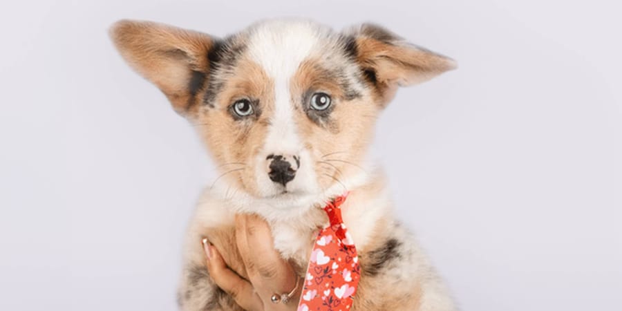 Adorable Corgi puppy available at Perfect Little Puppies