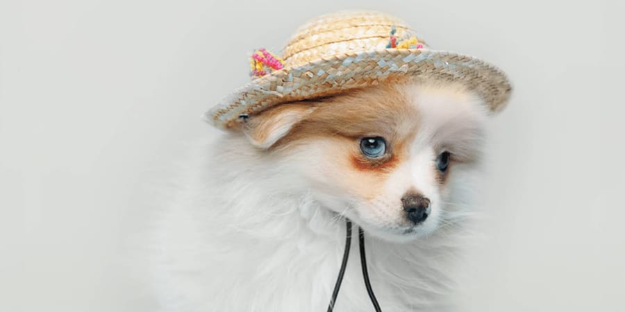 Fluffy Pomeranian puppy available in Pearland, Texas