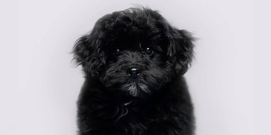 Adorable Pompoo puppy ready for adoption in Pearland