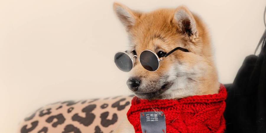 Spirited Shiba Inu puppy ready for adoption
