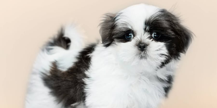 Fluffy Shih Tzu puppy with playful personality in Pearland