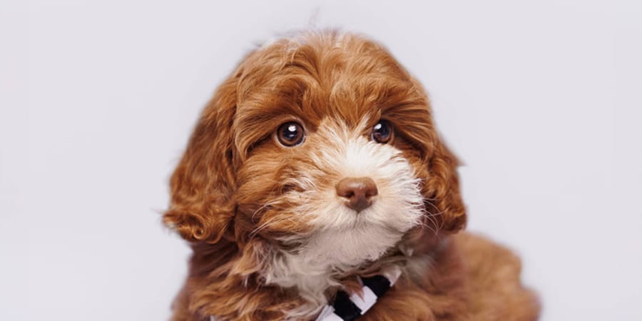 Playful Shihpoo puppy available in Pearland