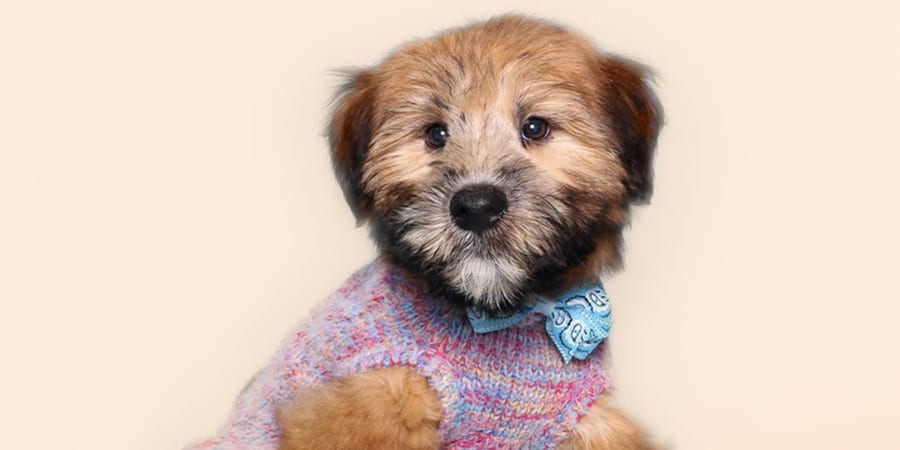 Golden Wheaten Terrier puppy ready in Pearland