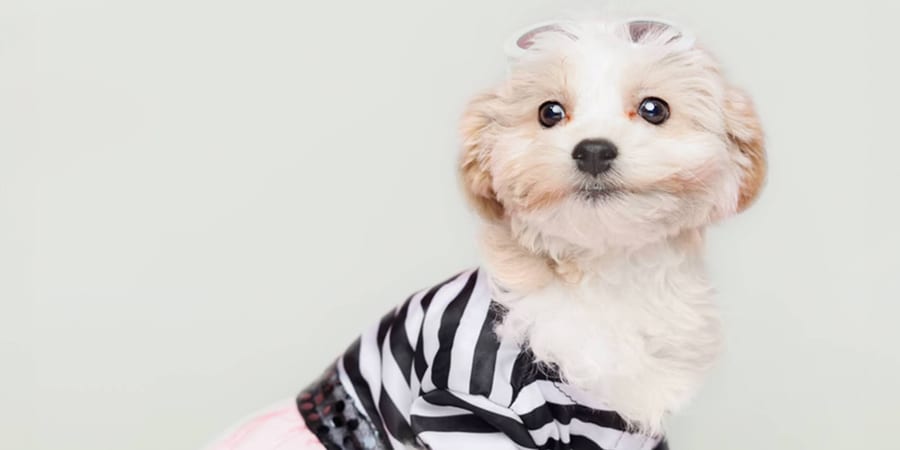 Cuddly Teddy Bear puppy (Shichon) available