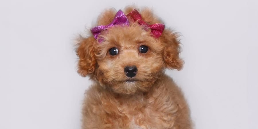 Intelligent Toy Poodle puppy available in Pearland