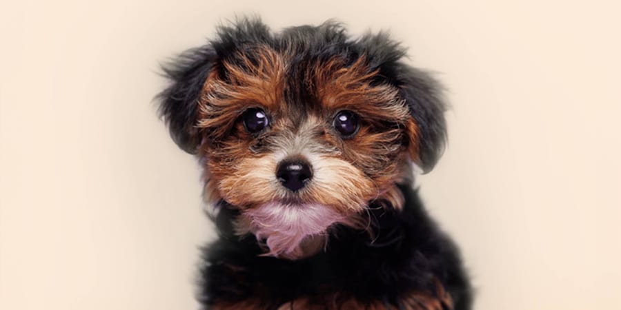 Adorable Yorkiechon puppy ready for adoption