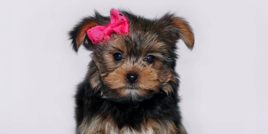 Tiny Yorkie puppy with silky coat in Pearland
